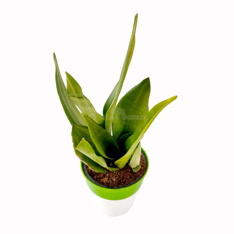 M/S PLANTS BAZAR Sansevieria Moonshine - Snake Plant with Planter ( Pack of 4) 1