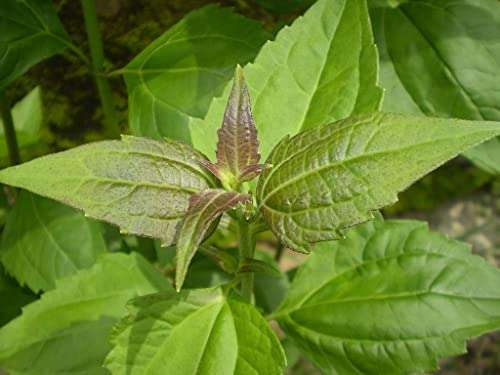 Creative Farmer Communist Pacha (Chromolaena Odorata) Siam Weed Rare Medicinal Live Plant (Healthy Live Plant)