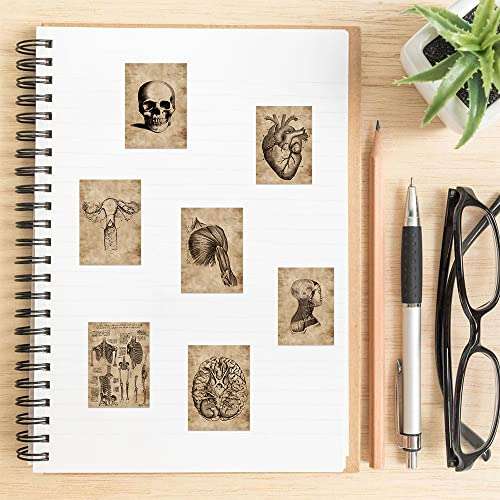 Meet Holiday Human Skeleton Anatomy Stickers, 56 Pcs, Vinyl, Waterproof, for Teachers, Wall, Furniture, Door, Gifts 2