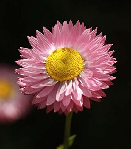 Creative Farmer Flower Seeds : Double Mix (Acroclinium/Sunrays flower) Paper Daisy Flower for Home Garden by YKA Seeds 3