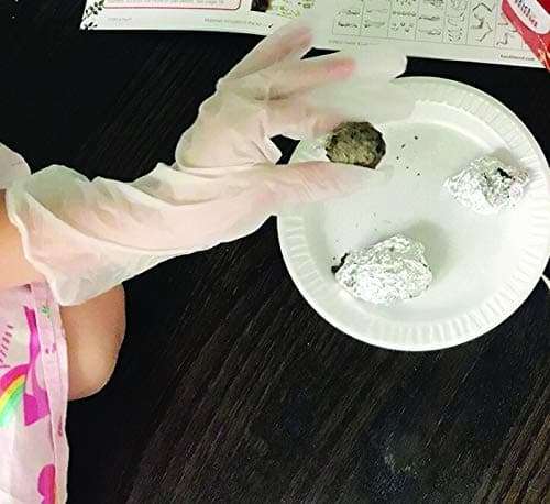 Barn Owl Pellet Classroom Kit 5