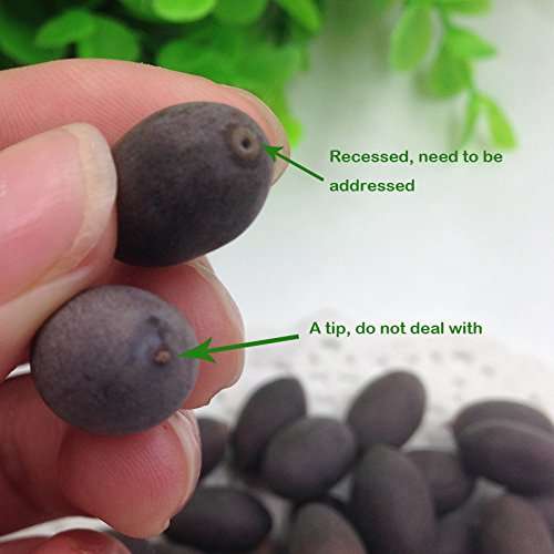 Futaba White Bowl Lotus Seeds - 5 Seeds 2