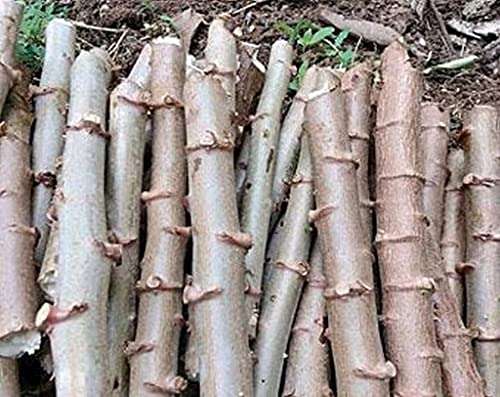 Creative Farmer Kerala Kappa Tapioca, Manihot Esculenta Or Cassava Stem Cuttings For Growing Natural Live Plant (Healthy Plant) 1