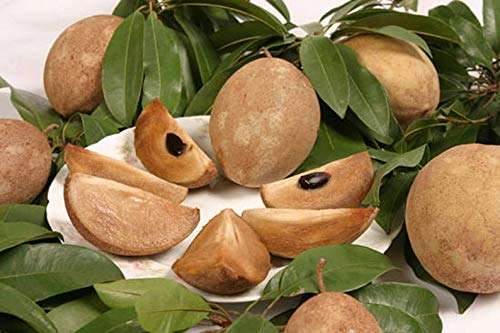 Creative Farmer Live Exotic Fruit Plant Sapota Chiku (Sapodilla) Chikoo Sweet Balcony Garden Plant(1 Healthy Live Plant) 3