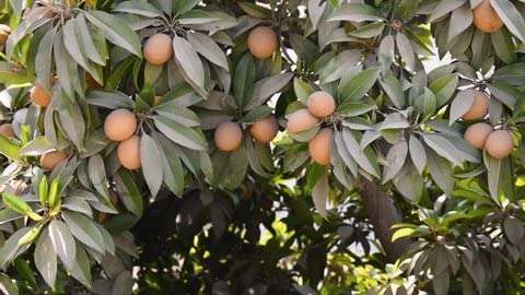 Ariya Kalapati Variety Sopota (Chiku) Fruit Grafted Live Plant With Poly beg 2