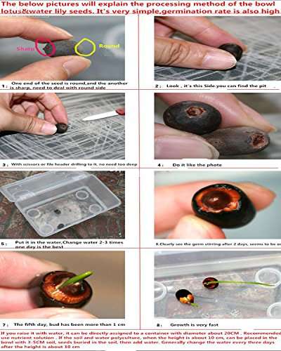 Futaba White Bowl Lotus Seeds - 5 Seeds 5