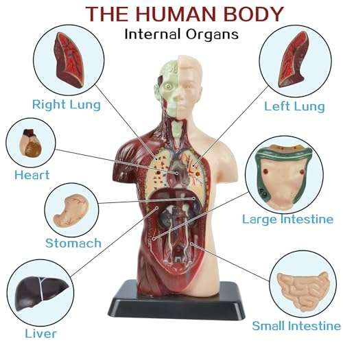 HADWYN 3D Assembled Human Anatomy Model Skeleton, Interactive Scientific Kit for Kids, Educational Science Model, Living Room Decor 4