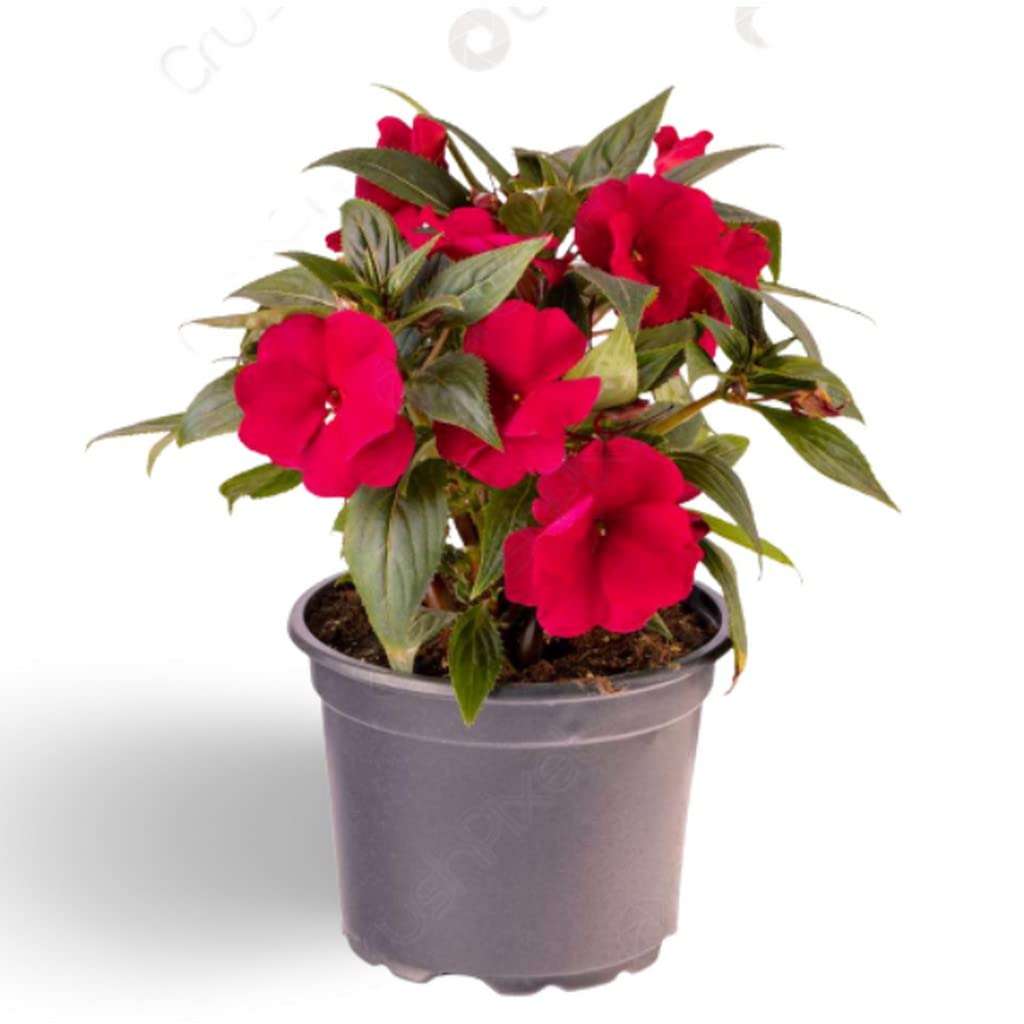 OhhSome Indoor Plant Air Purifier Impatiens Red Plants - |Home|Indoor|Bedroom|Table|Living Room|Office Decoration Gift (Healthy Live Plant)