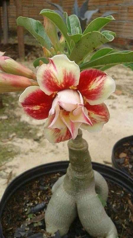 Adenium Plant live Combo Without Pot Bosnai Multi Petal Desert Rose (Set of 5 Plants) | (Combo) | BSWS_06 4