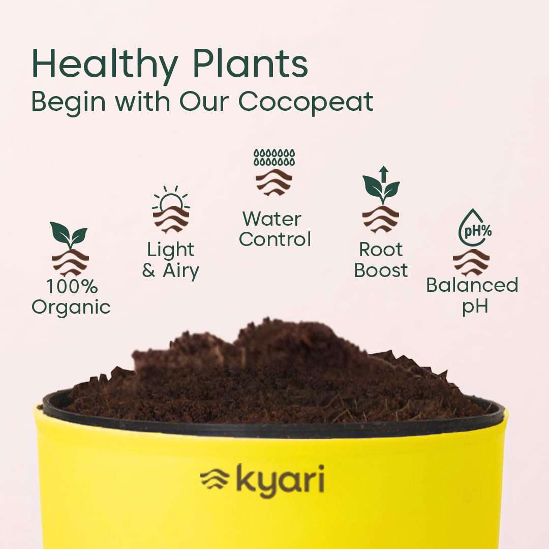 KYARI Peace Lily Indoor Plants for Living Room | Live Plants | Plants with Green Self Watering Pot for Home | Air purifier plants | Plants for Home Decor | Plants for Garden & bedroom 5