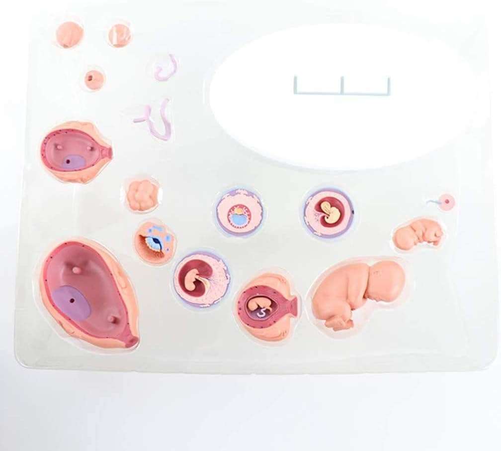 HDCCDM Fetus Growth Process Model Fetal Model The Fetus Uterine Embryo Development Model Medical Teaching Supply Anatomy Teaching Aids 4
