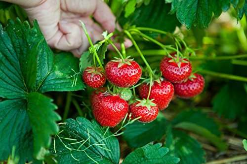 Futaba Hanging Strawberry Seeds - 500 Pcs 1