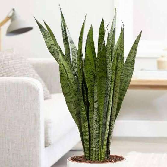 SEEDTREES Snake Plant | Good Luck Snake Plant | Snake plant indoor live plant| Snake plant with pot | Office Desk Balcony | indoor plants for living room | indoor plant | snake plan bedroom 6