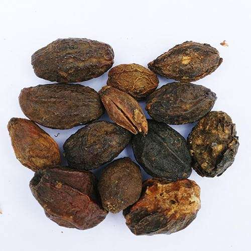 Melia Dubia (Neem Malabar) Tree Seed 2