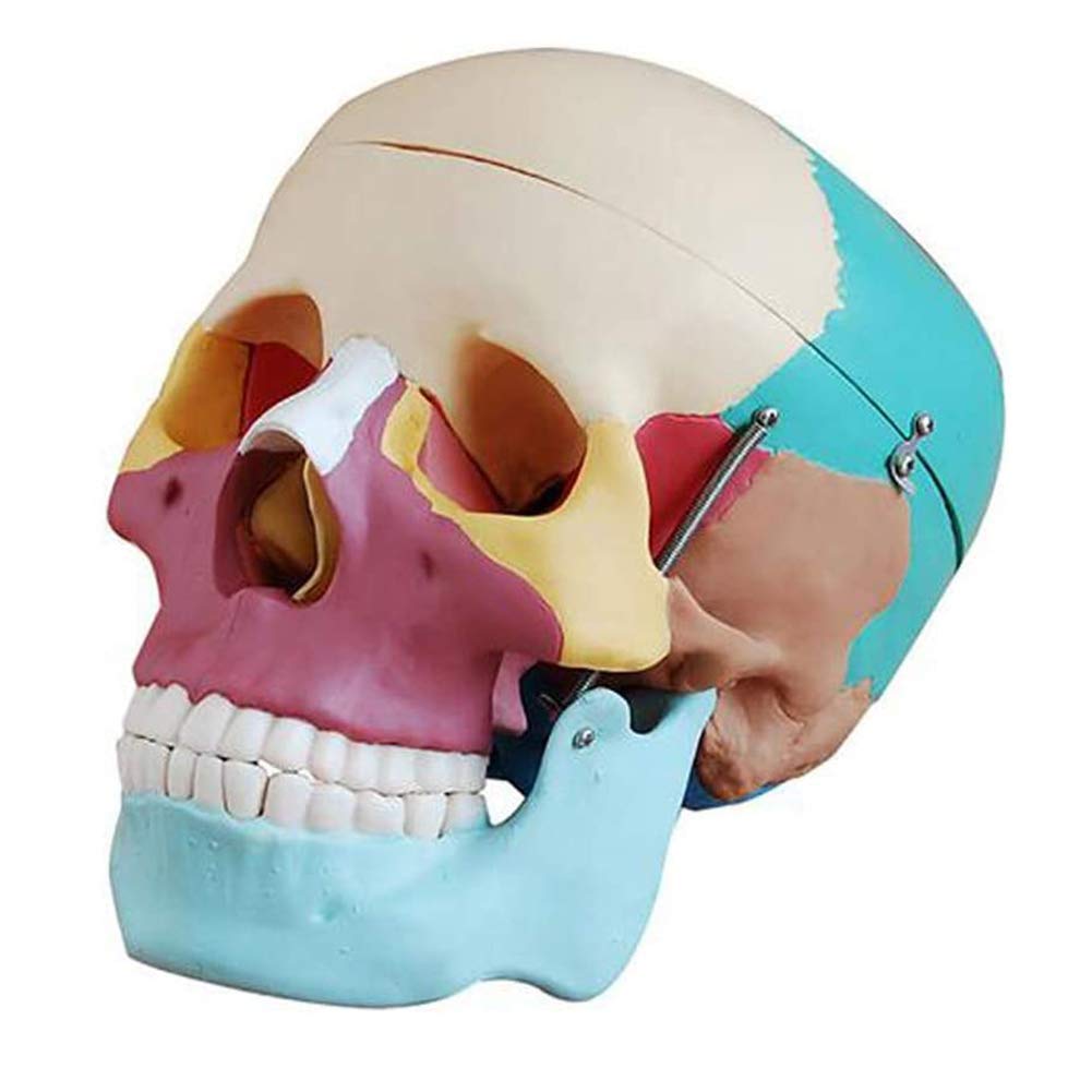 Anatomy Model Educational Model Human Skull Painted Bones Skull Model for Anatomy Demonstratio Science Experiment Teaching Model,Medical Models Skeleton Model