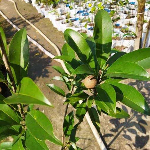 Ariya Kalapati Variety Sopota (Chiku) Fruit Grafted Live Plant With Poly beg 3