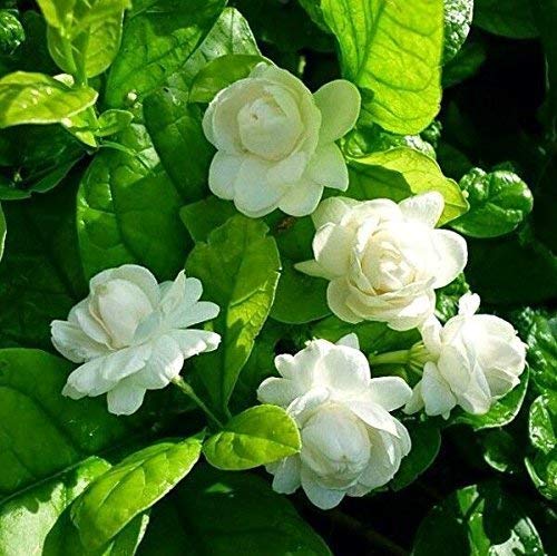 UGANIO PLANT Motia Live Plant (1 Healthy Live Plant) with pot