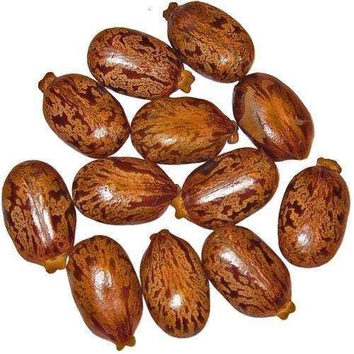 Pmw - Castor Seeds - Castor Oil Seed - Ricinus Communis - Arandi Ke Beej - 1 Kilo - Loose Packed 2