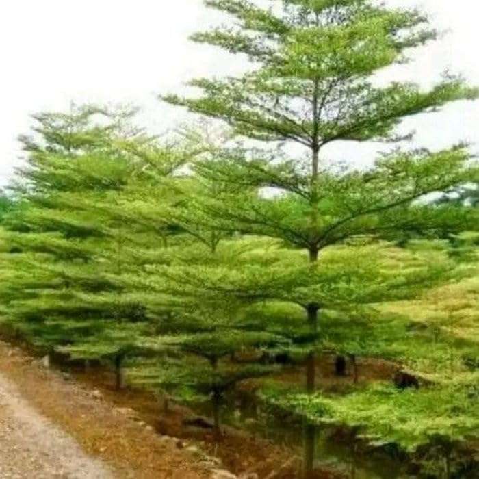 Creative Farmer Terminalia Mentalis Chinese Mantaly - Outdoor Ornamental Tree (Best Shade & Tree) Green 1