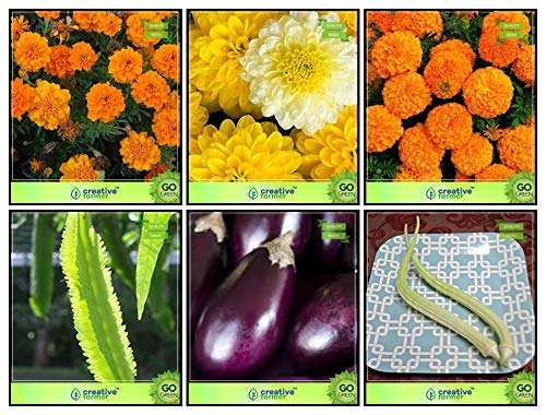 Creative Farmer Plant Seeds Combo Flower Seeds & Vegetable Seeds : Winged Bean(Revathy), Brinjal, Elephent Tusk Okra Seeds Vegetable Seeds, Marigold-Orange, Marigold- Yellow, Marigold- Orange Terrace Gardening