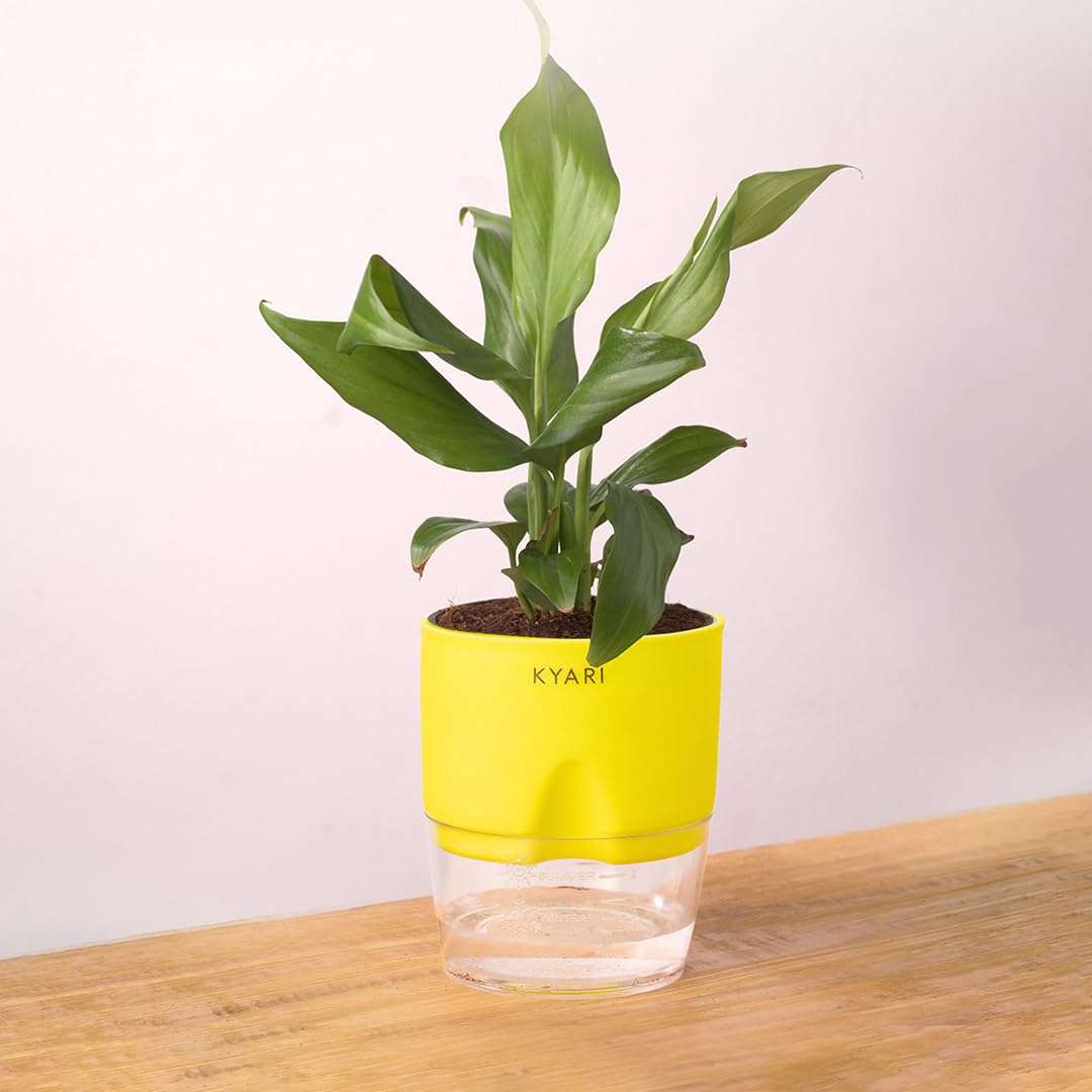 KYARI Peace Lily Indoor Plants for Living Room | Live Plants | Plants with Green Self Watering Pot for Home | Air purifier plants | Plants for Home Decor | Plants for Garden & bedroom 1