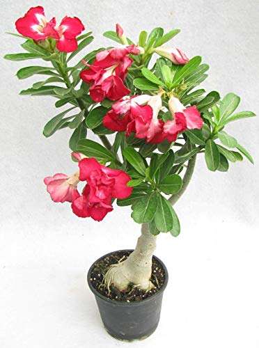 Creative Farmer Bonsai Live Plant Desert Rose Adenium Obesum Double Red White Seedling Plants For Garden Indoor (1 Live Bonsai Plant) A