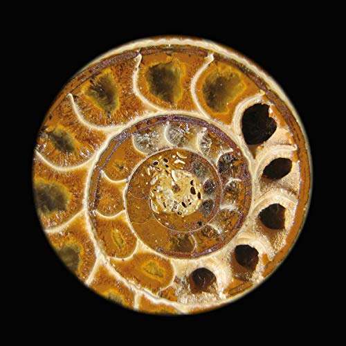 Swift S308 Binocular Stereo Microscope for 20X, 40X, and 80X Magnification, with 2MP Digital Eyepiece Camera, Wide-Field 10X and 20X Eyepieces, and Tungsten Lighting 6