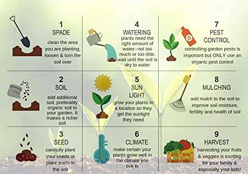 VibeX Rigid Gourd,Torai-100 Seeds 4