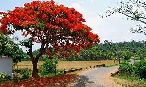 GREEN WORLD Gulmohar Seeds -Ornamental tree seeds -Avenue Tree seeds (Delonix regia seeds) 250 Grams 3