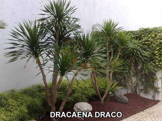Garden Art Dracaena Draco Indoor Housing Plant Air Purifier Plant(pack of 1 healthy plant) 6