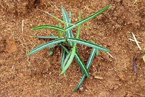 Creative Farmer Nannari (Hemidesmus Indicus) Indian Sarsaparilla Natural Outdoor Plant Live (Healthy Live Plant) 2