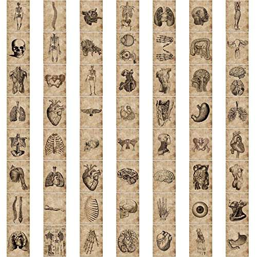 Meet Holiday Human Skeleton Anatomy Stickers, 56 Pcs, Vinyl, Waterproof, for Teachers, Wall, Furniture, Door, Gifts 6