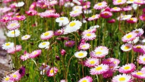 Creative Farmer Paper Daisy Seeds (ACROCLINIUM Seeds/Helipterum Roseum) Flower Seeds - 100 Mixed Seeds Pack - By YKA Seeds