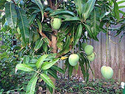 Creative Farmer Live Plant Rare Dwarf Mango Plant Moovandan Grafted Garden (1 Healthy Live Fruit Plant) D