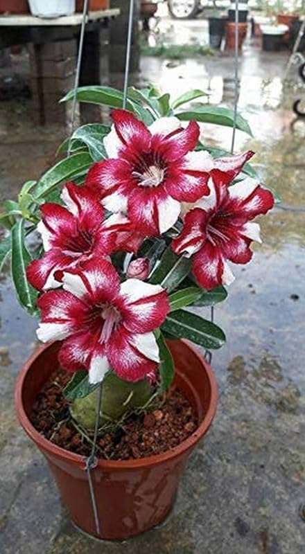 Adenium Plant live Combo Without Pot Bosnai Multi Petal Desert Rose (Set of 5 Plants) | (Combo) | BSWS_06 5