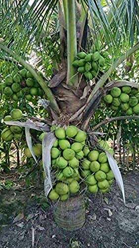 Creative Farmer Fruit Plant Dwarf Variety Coconut Tree Huge Production Healthy Hybrid Plant (Healthy Live Plant)