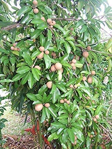 Creative Farmer Live Exotic Fruit Plant Sapota Chiku (Sapodilla) Zapote Chico Attractive Tree Pot Suitable Garden Plant(1 Healthy Live Plant)