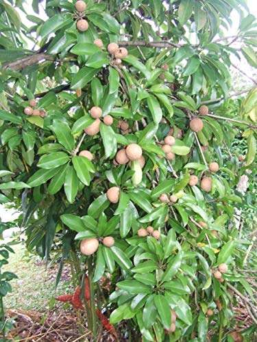 Creative Farmer Live Exotic Fruit Plant Sapota Chiku (Sapodilla) Chikoo Sweet Balcony Garden Plant(1 Healthy Live Plant) 2