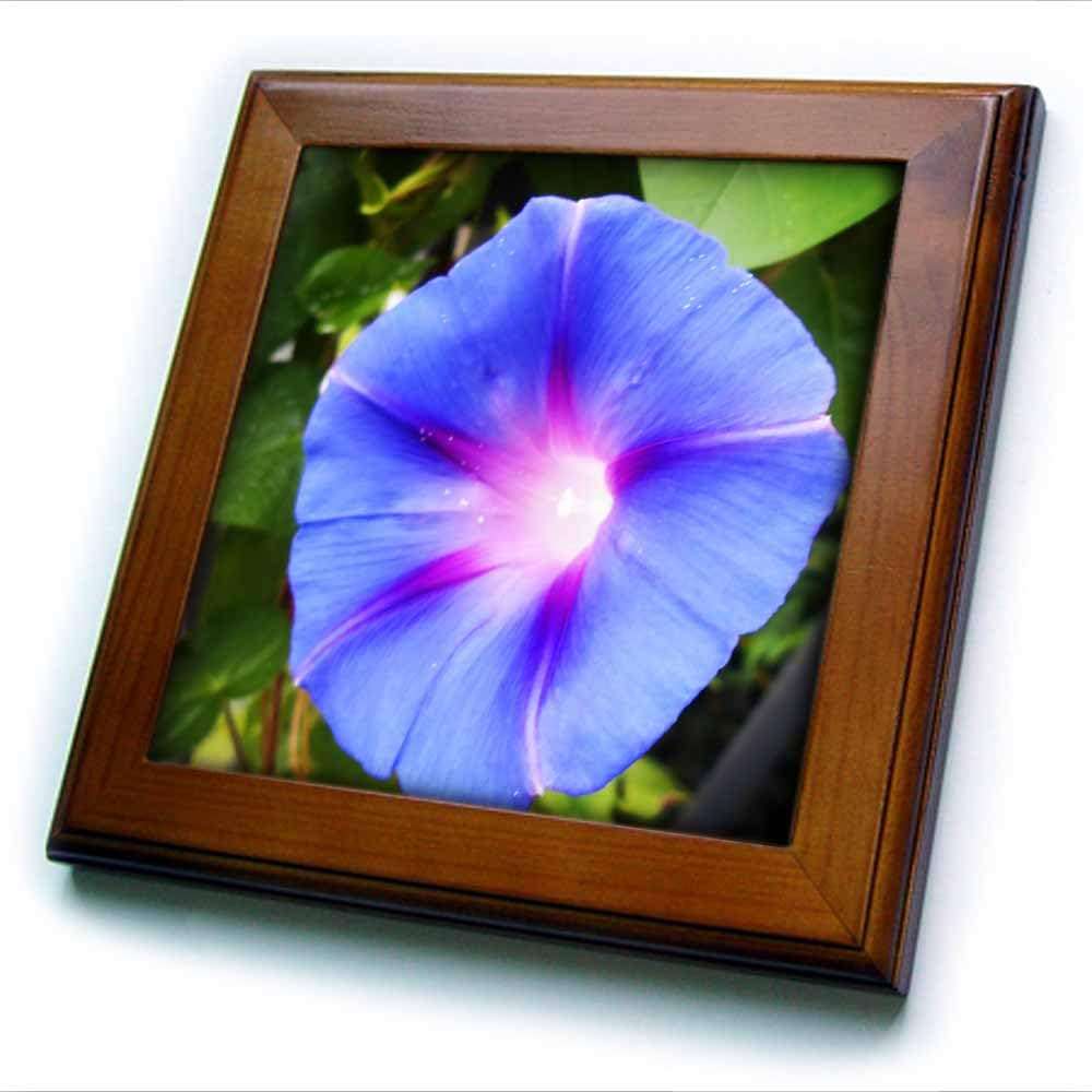 3dRose ft_193008_1 Follow The Light is a Photo of a Blue Morning Glory Flower Framed Tile, 8 by 8" 1