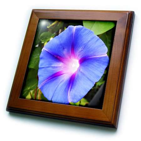 3dRose ft_193008_1 Follow The Light is a Photo of a Blue Morning Glory Flower Framed Tile, 8 by 8" 3