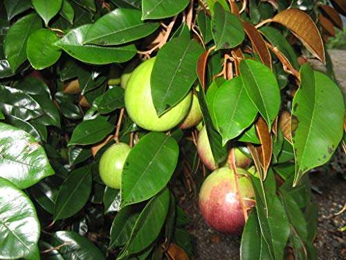 Creative Farmer Live Plant Milk Fruit (Chrysophyllum Cainito) Exotic Purple Star Apple 1 Healthy Seedling For Home Garden Plant (1 Healthy Live Plant) B
