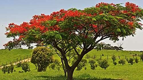 GREEN WORLD Gulmohar Seeds -Ornamental tree seeds -Avenue Tree seeds (Delonix regia seeds) 250 Grams 4