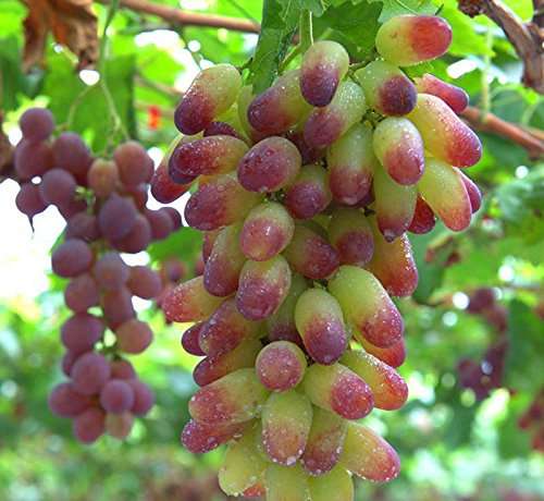 Futaba Senior Courtyard Plants, Delicious Fruit Seeds, Gold Finger 50pcs Grape Seeds 1