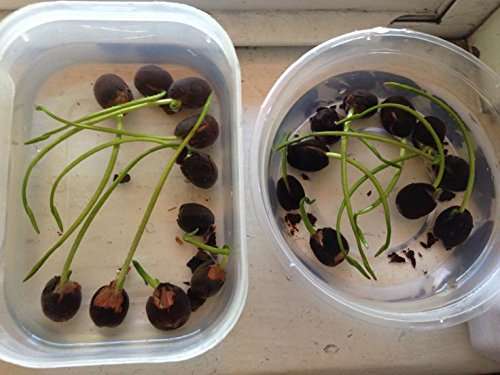 Futaba White Bowl Lotus Seeds - 5 Seeds 4