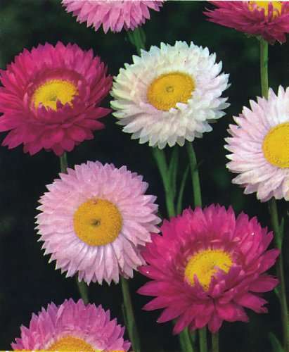 Creative Farmer Flower Seeds : Double Mix (Acroclinium/Sunrays flower) Paper Daisy Flower for Home Garden by YKA Seeds 4