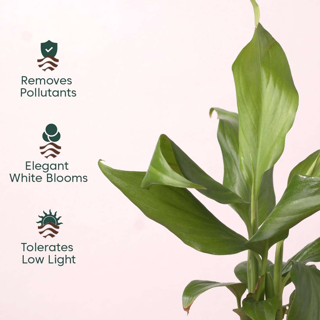 KYARI Peace Lily Indoor Plants for Living Room | Live Plants | Plants with Green Self Watering Pot for Home | Air purifier plants | Plants for Home Decor | Plants for Garden & bedroom 3