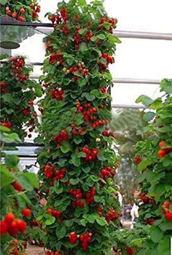 Futaba Hanging Strawberry Seeds - 500 Pcs 6