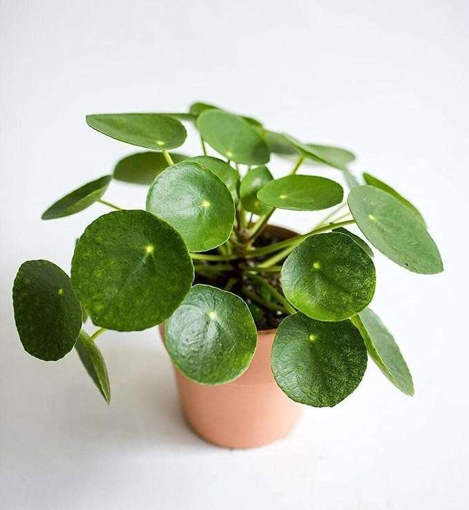 Chinese Money Live Plant, Air Purifier Best Plant For Indoor With Pot (Pack Of1) 1