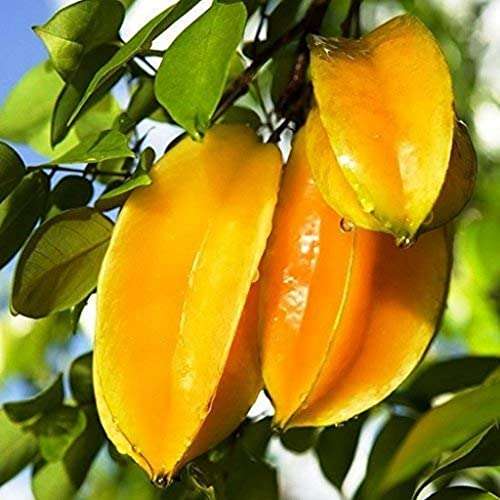 Creative Farmer Grafted Care All Season Starfruit Carambola Plant Fruit Plants For Full Sun (Healthy Live Plant) 3