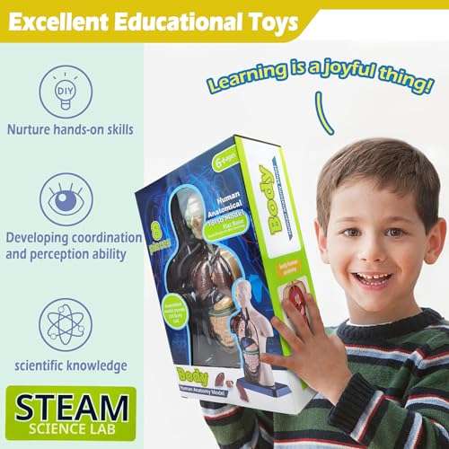 HADWYN 3D Assembled Human Anatomy Model Skeleton, Interactive Scientific Kit for Kids, Educational Science Model, Living Room Decor 3